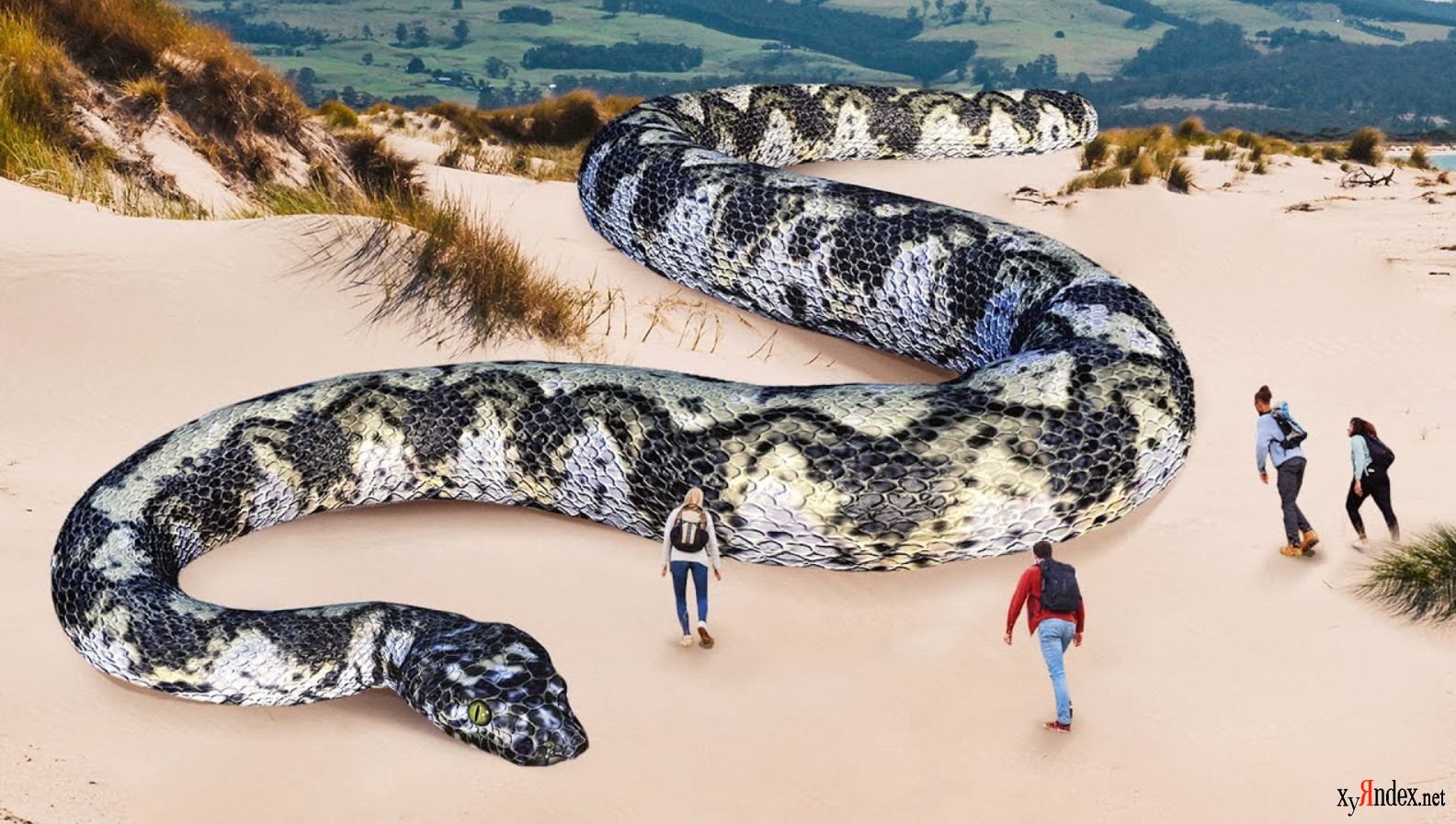 Какие бывают огромные. Сетчатый питон и Анаконда. Змея Анаконда гигантская. Королевская Анаконда змея. Самая большая змея в мире Анаконда.
