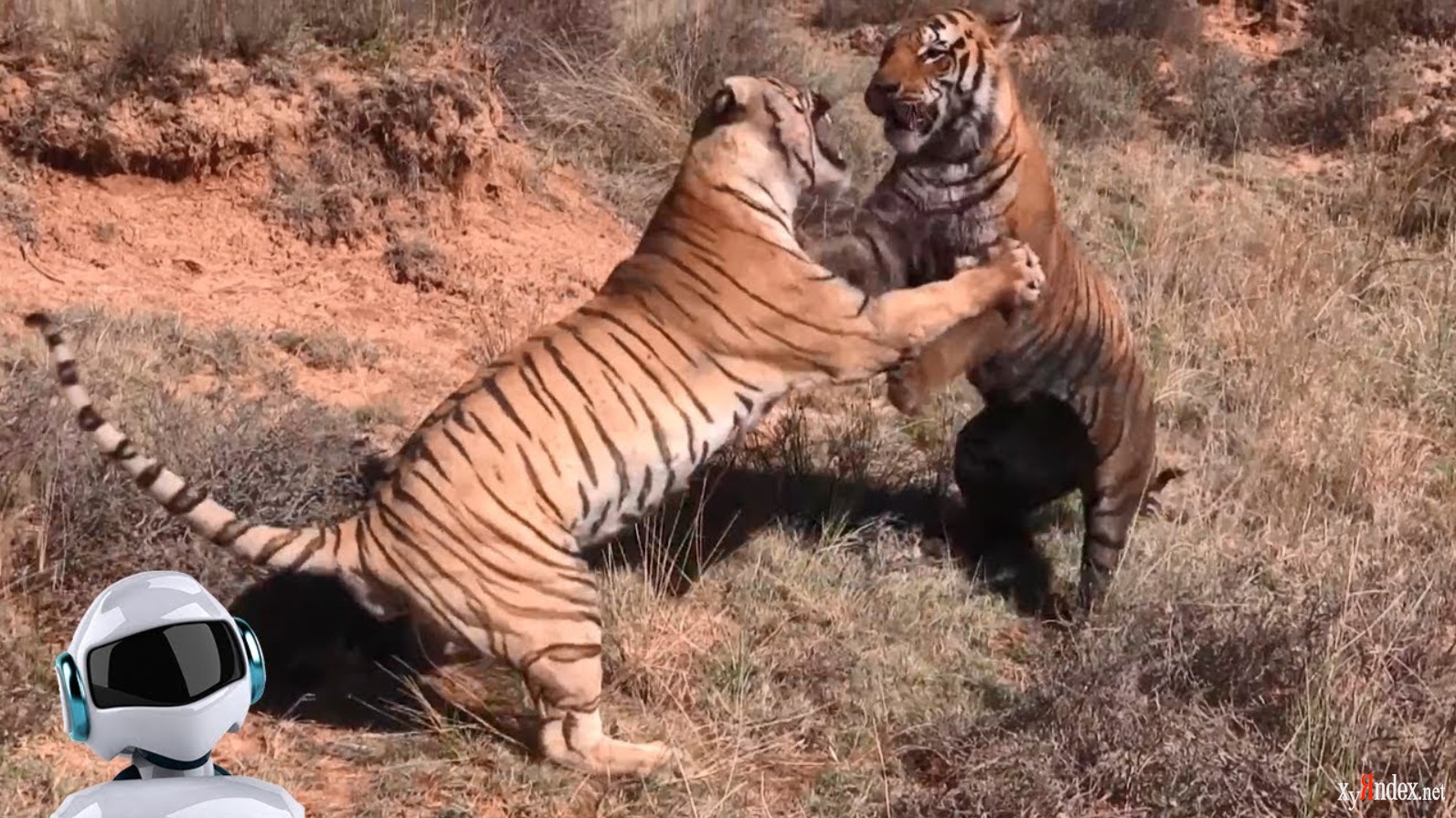 Бои дикий животный. Лев против тигра. Драки животных в дикой природе.