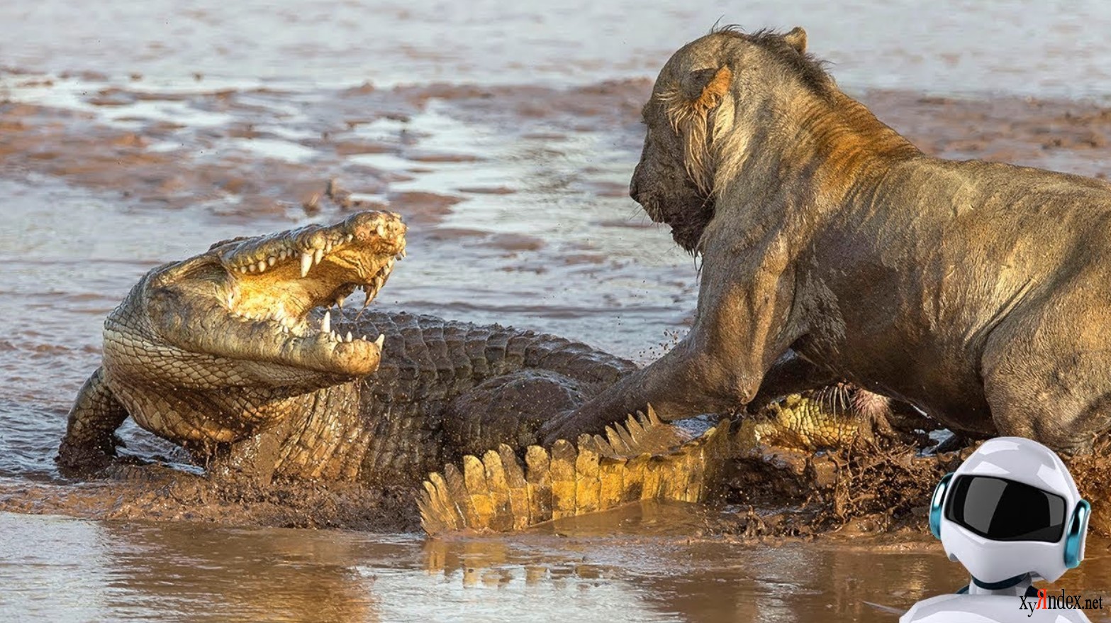 Схватки диких. Нильский крокодил против бегемота. Нильский крокодил охота на Львов. Гребнисты крокодил против беге.